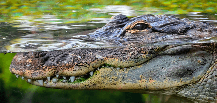 dream of crocodiles