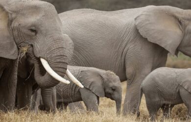 soñar con elefantes