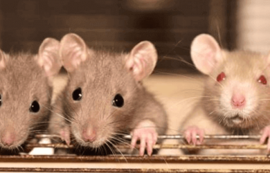 soñar con ratas o ratones