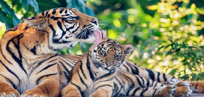 soñar con tigres